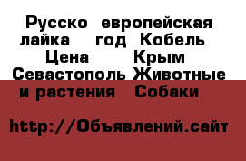 Русско- европейская лайка. 1 год. Кобель › Цена ­ 1 - Крым, Севастополь Животные и растения » Собаки   
